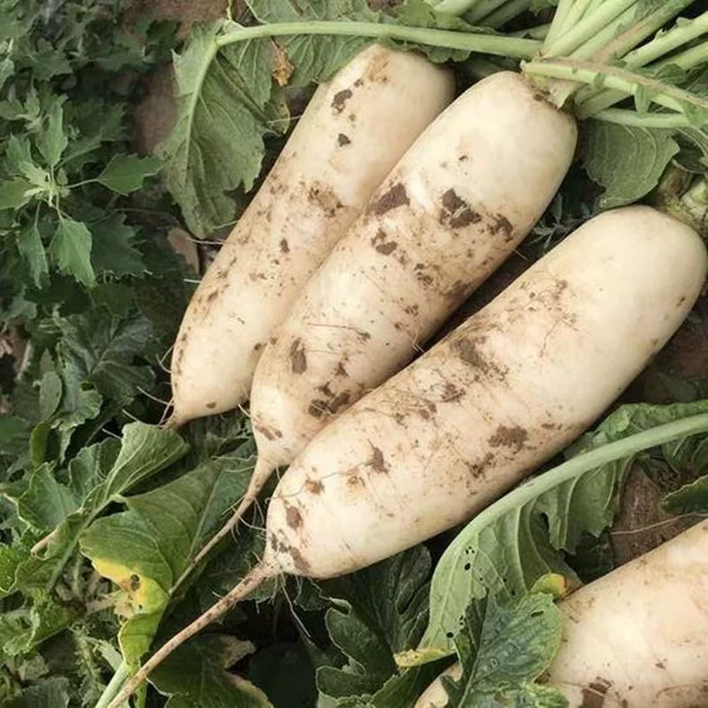 现挖现发新鲜白萝卜新鲜蔬菜农家白萝卜腌菜泡菜白萝卜