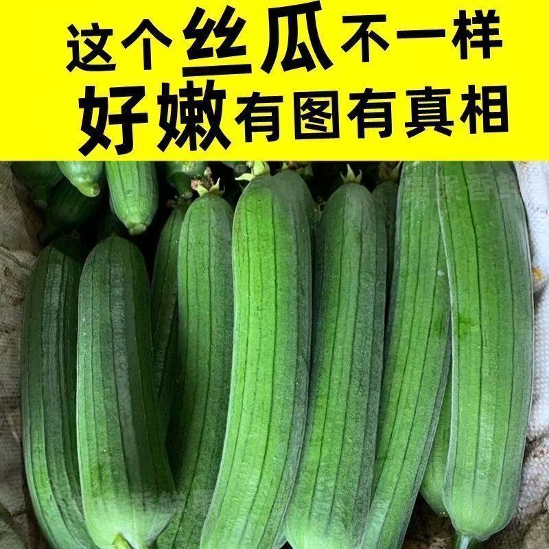 湖北新鲜奶油丝瓜现摘新鲜现摘棒丝瓜短胖油皮丝瓜水瓜菜瓜应季