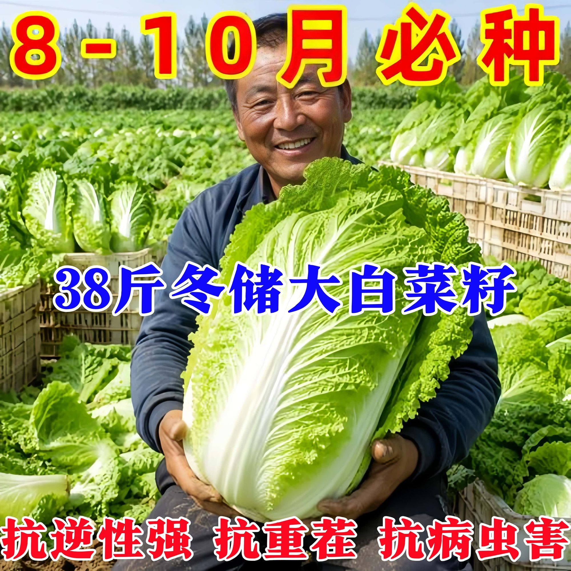 冬储38斤大白菜种子杂交大颗包心紧实耐寒抗病害秋冬蔬菜白菜种籽