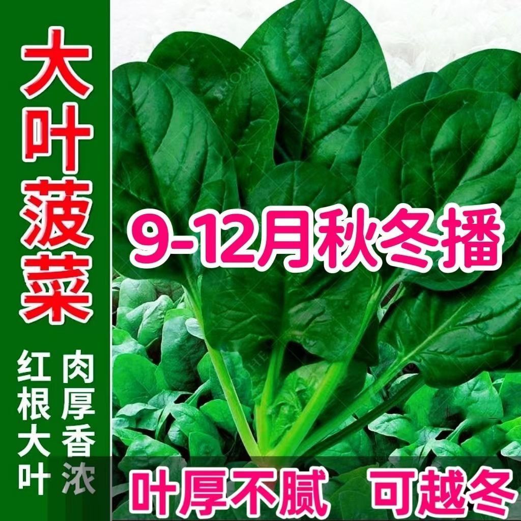 四季种植菠菜种籽大叶菠菜种子高产耐热耐寒越冬菠菜种籽秋冬蔬菜
