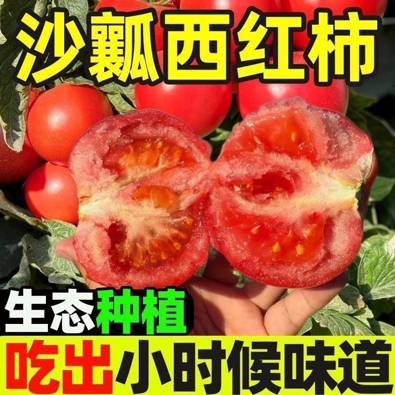 【真沙瓤】四川攀枝花沙瓤西红柿粉番茄露天当季新鲜果蔬菜批发