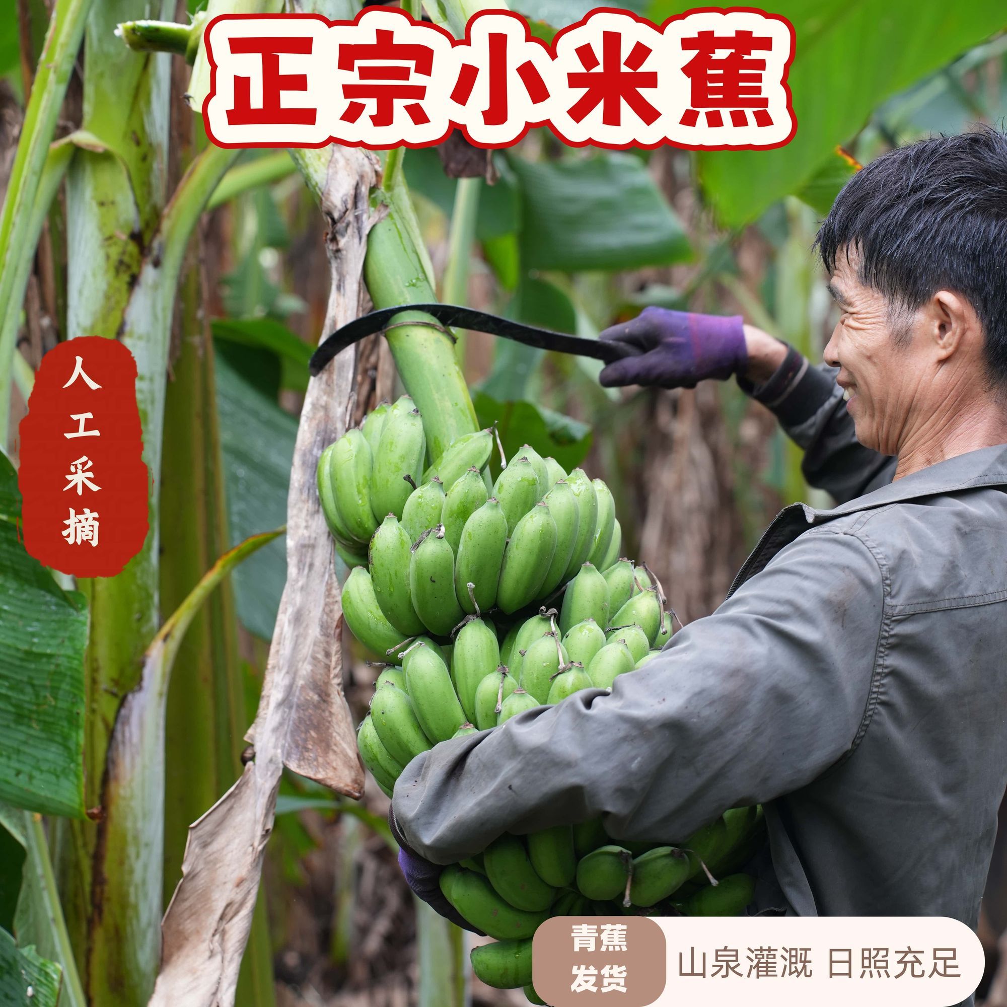 正宗广西小米蕉现摘现发青果运输自然成熟香甜小香蕉