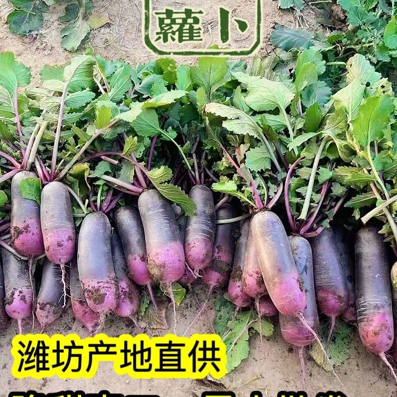 冰淇淋水果萝卜新鲜心想冰糖冰激凌甜脆潍坊生吃脆甜新鲜直达