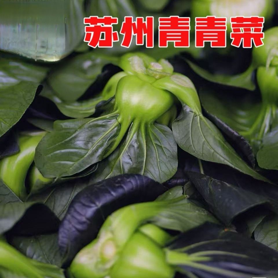苏州青矮脚青青菜新鲜露天苏北农家菜苏州青菜糯绿叶菜太湖菜