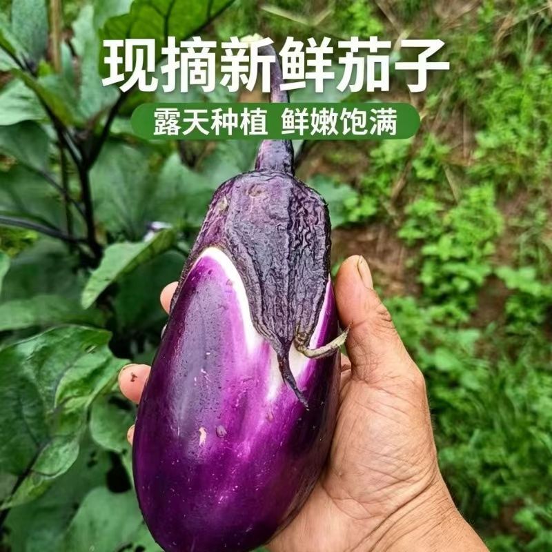 云南灯泡茄当季时令有机茄子新鲜紫色软糯圆茄子紫圆茄薄皮便宜