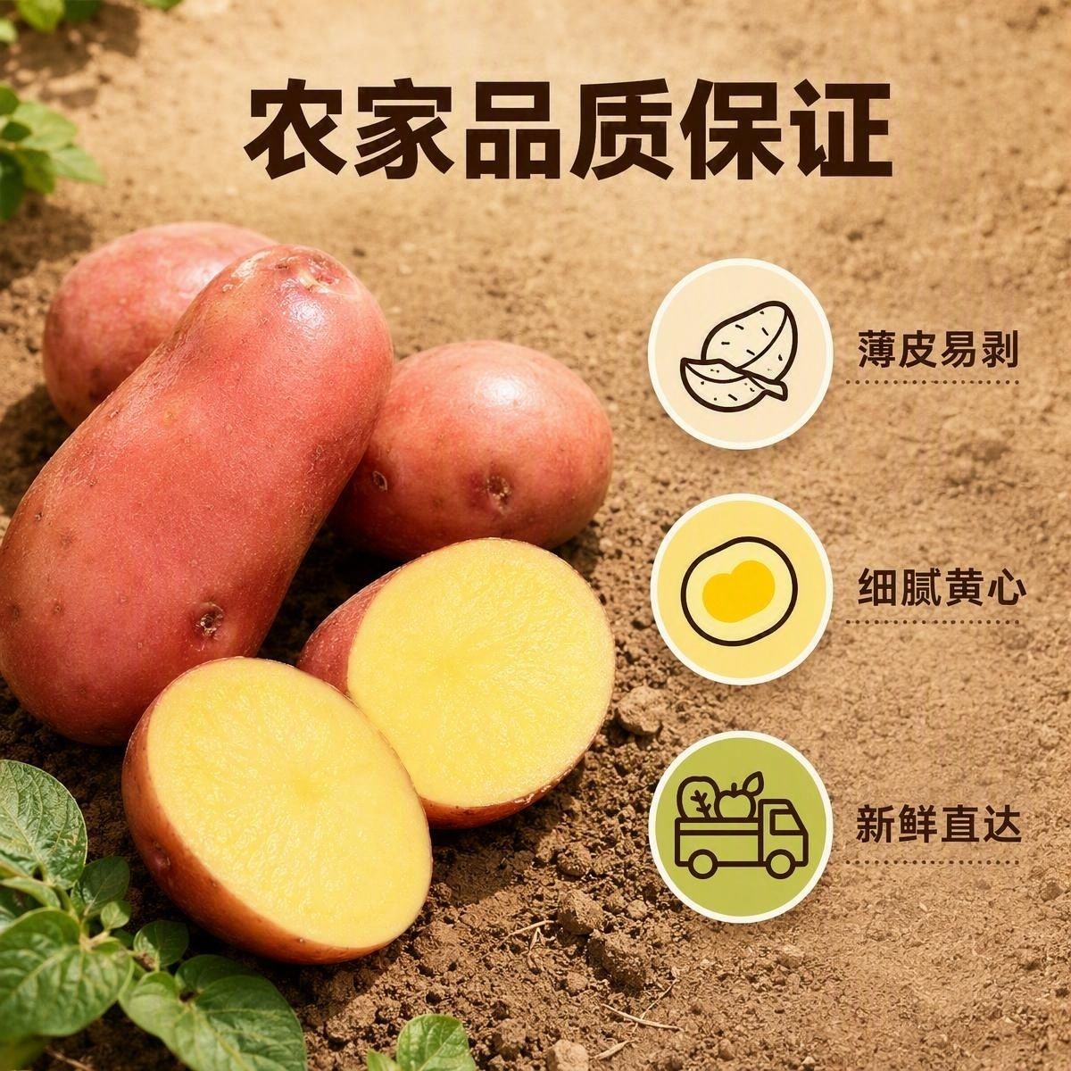 【现挖现发】红皮土豆高原黄心洋芋农家批发新鲜蔬菜现挖当季网红