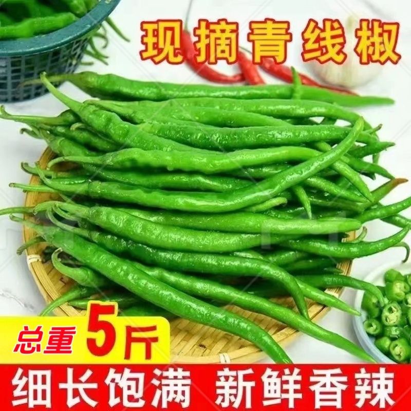 新鲜特辣二荆条绿线椒青辣椒青线椒细长辣椒长条辣椒农家自种现摘