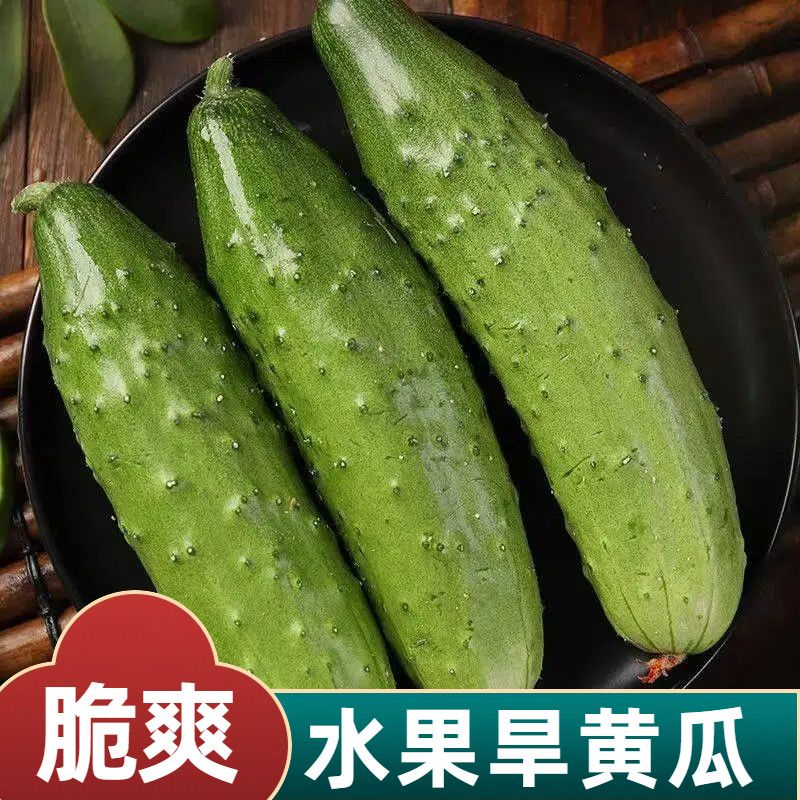 旱黄瓜新鲜水果黄瓜山东产地直发黄瓜农家旱黄瓜生吃蘸酱小黄瓜