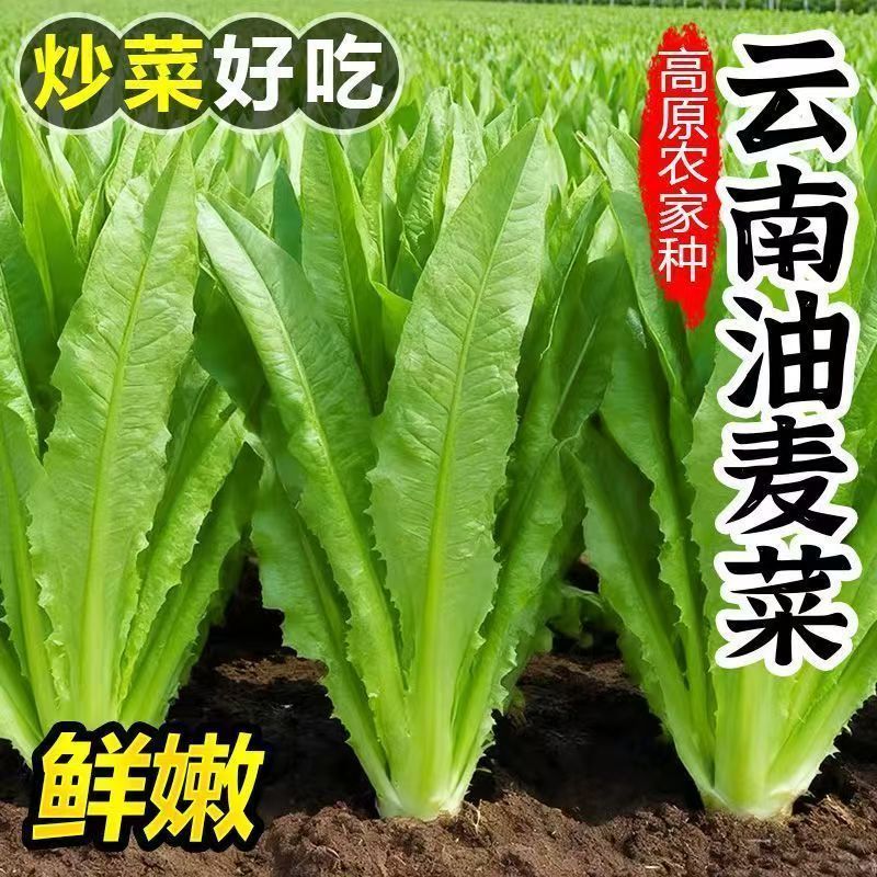 【5斤】云南油麦菜甜脆清甜自种农家当季火锅蔬菜凤尾菜脆嫩青菜