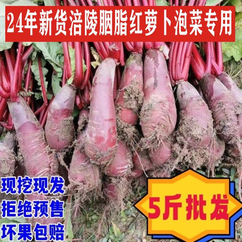 25年新货涪陵特产现挖红皮红心新鲜胭脂萝卜农家自种泡菜专用蔬菜