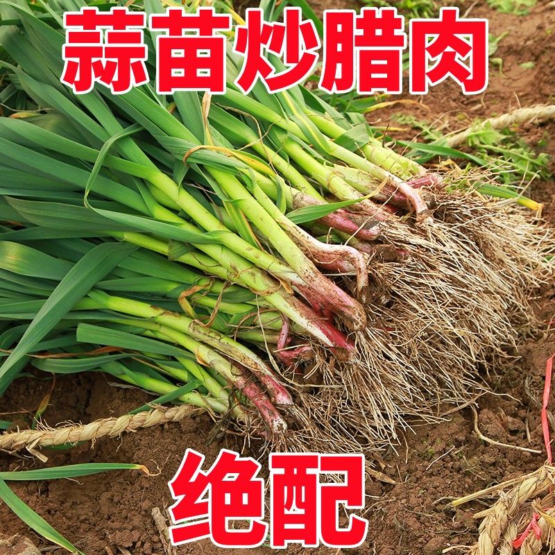 湖北新鲜紫皮蒜苗现挖红皮青蒜苗红根蒜苗本地蒜苗子新鲜蔬菜包邮【30天内发货】