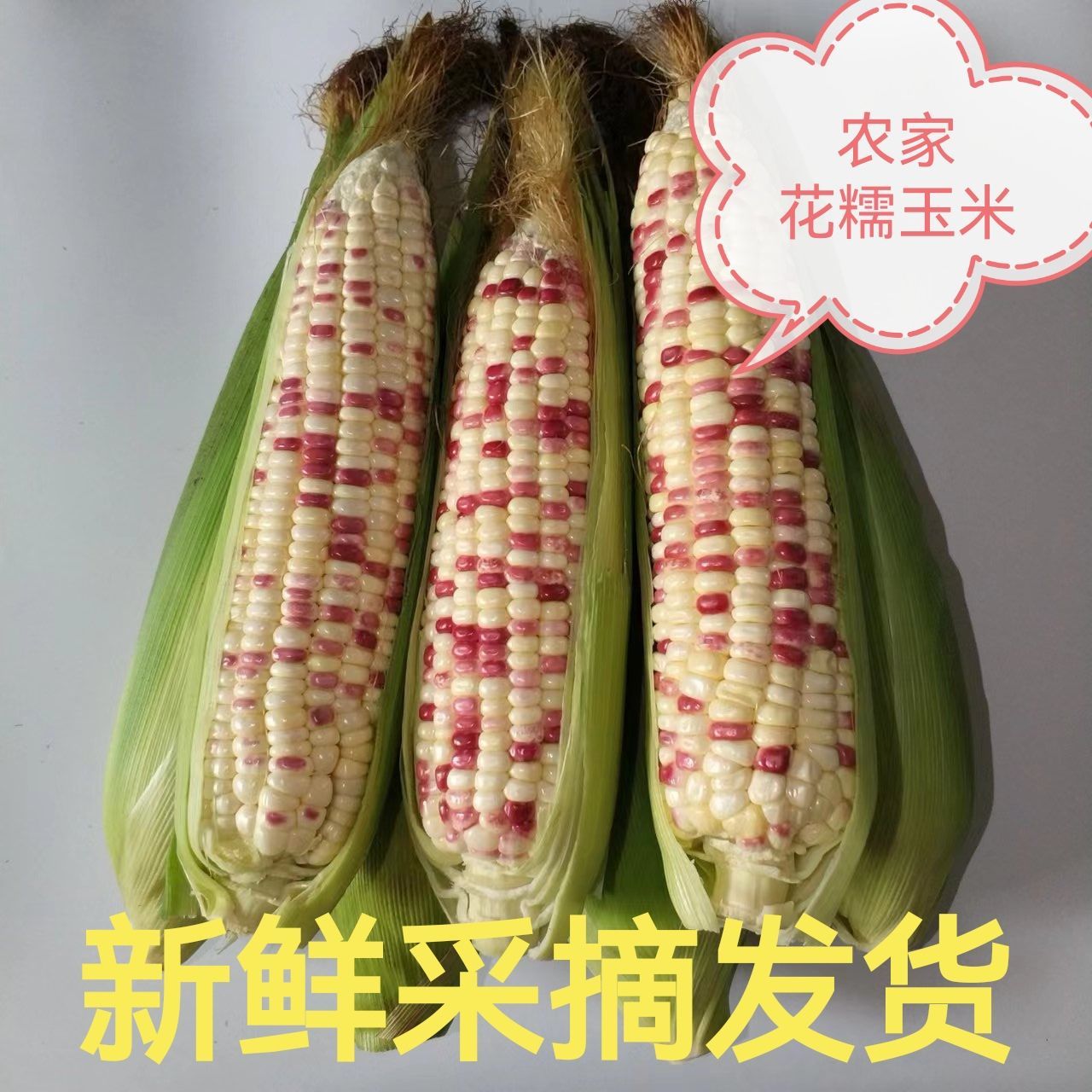 新鲜花糯玉米农家采摘带壳五彩甜糯玉米棒子苞谷带箱4.5斤花玉米