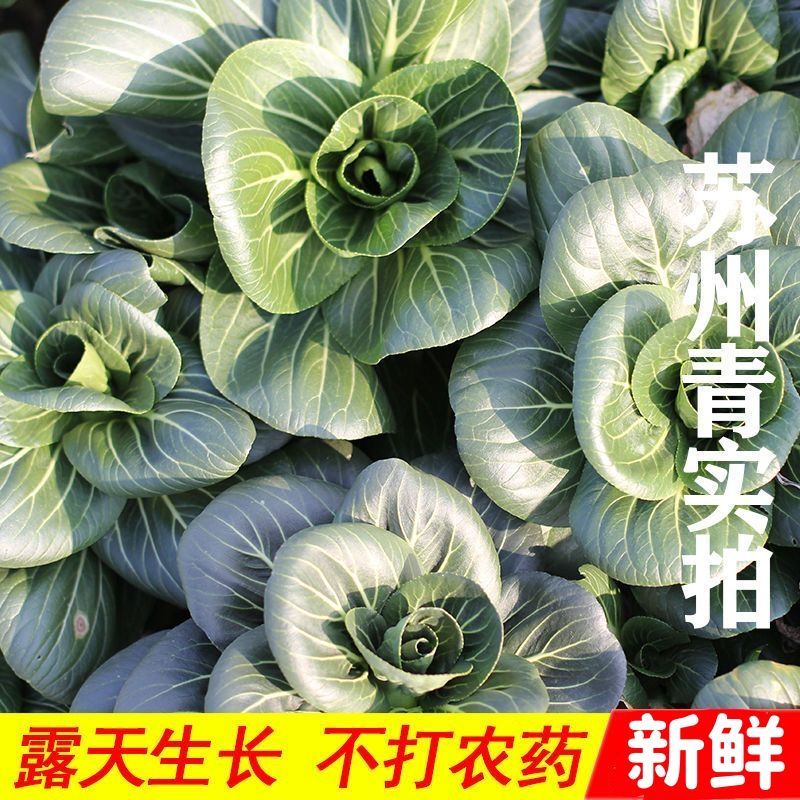 苏北农家苏州青青菜露天新鲜青菜太湖青菜黑菜大青菜软糯甜