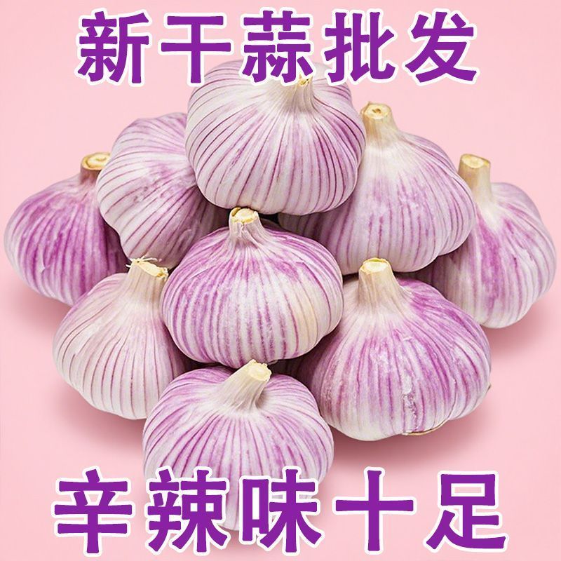 十足特大新干大蒜特级新蒜批发紫白皮新鲜包邮蔬菜便宜家用原生态