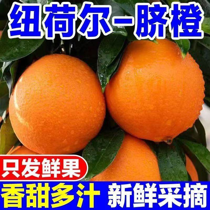 【彩箱】湖北纽荷尔脐橙当季橙子香甜新鲜水果大果批发净重4.5斤