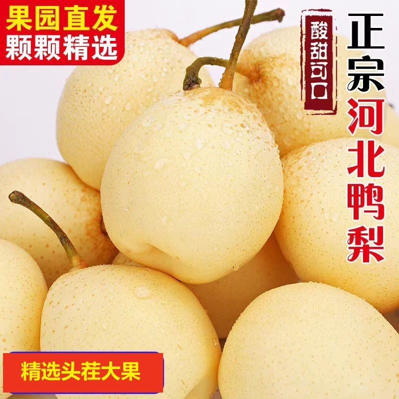 河北大鸭梨品质热销薄皮新鲜水果脆甜多汁产地梨子新鲜一整箱批发