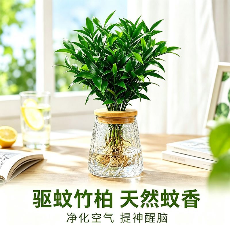 驱蚊竹柏夏季水培办公室内盆栽花卉客厅植物好养四季常青水养绿植