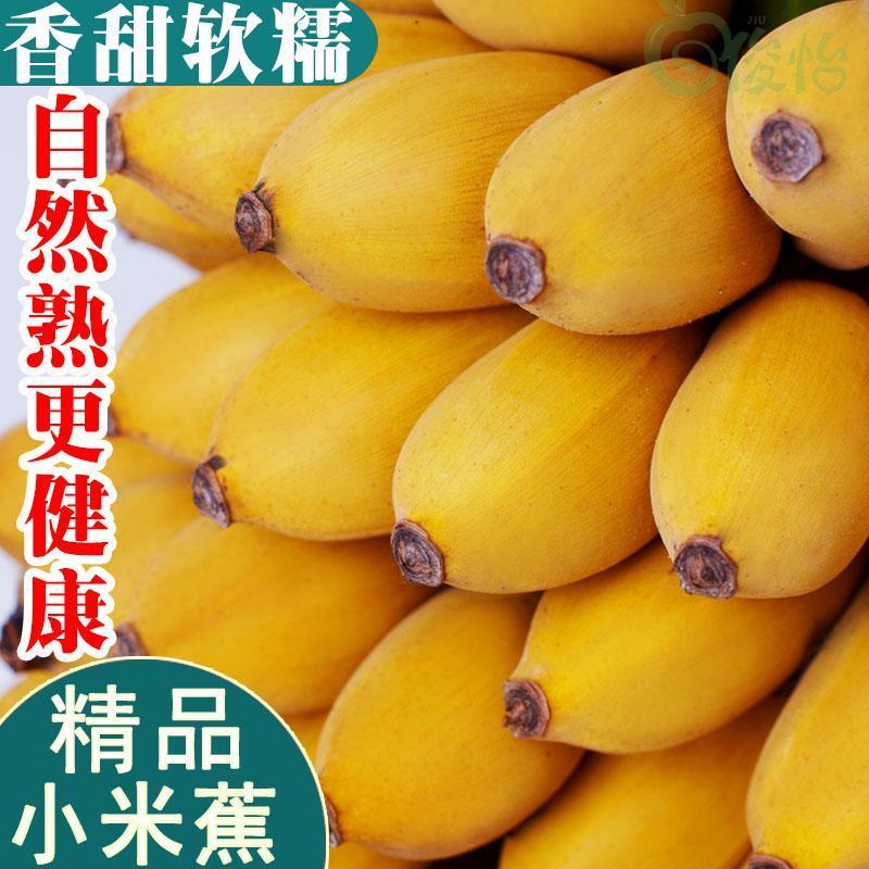 新品广西小米蕉人气鲜果回购不断居家解馋好物