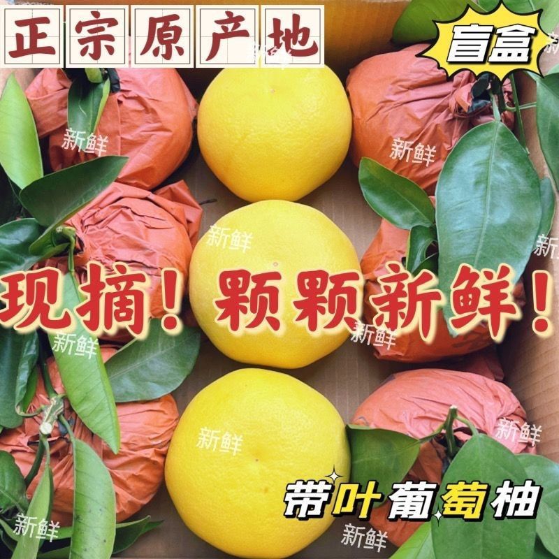 【田头直发】福建漳州黄金葡萄柚柚子新鲜现摘多汁整箱当季水果