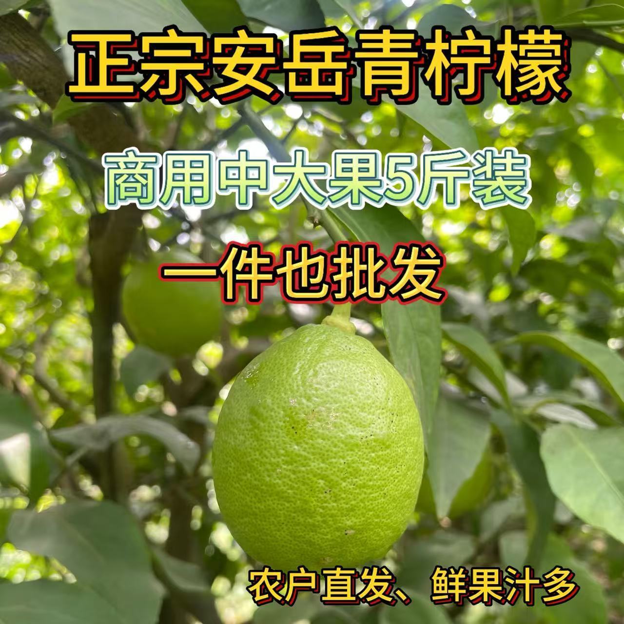 正宗安岳青柠檬中大果奶茶商用批发泡水鲜果丑果产地直发
