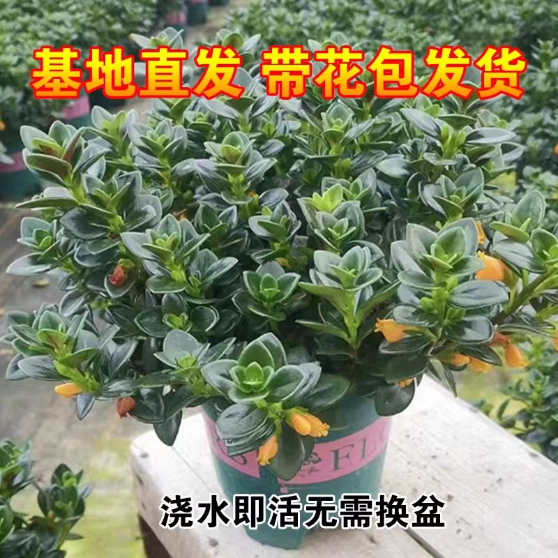 金鱼花吊兰耐寒耐热植物办公室内客厅花卉吸甲醛好养易活绿植盆栽