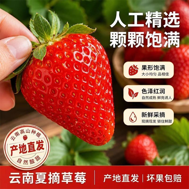 加急+礼盒云南四季商用新鲜草莓蛋糕奶茶冰糖葫芦店专供一整箱