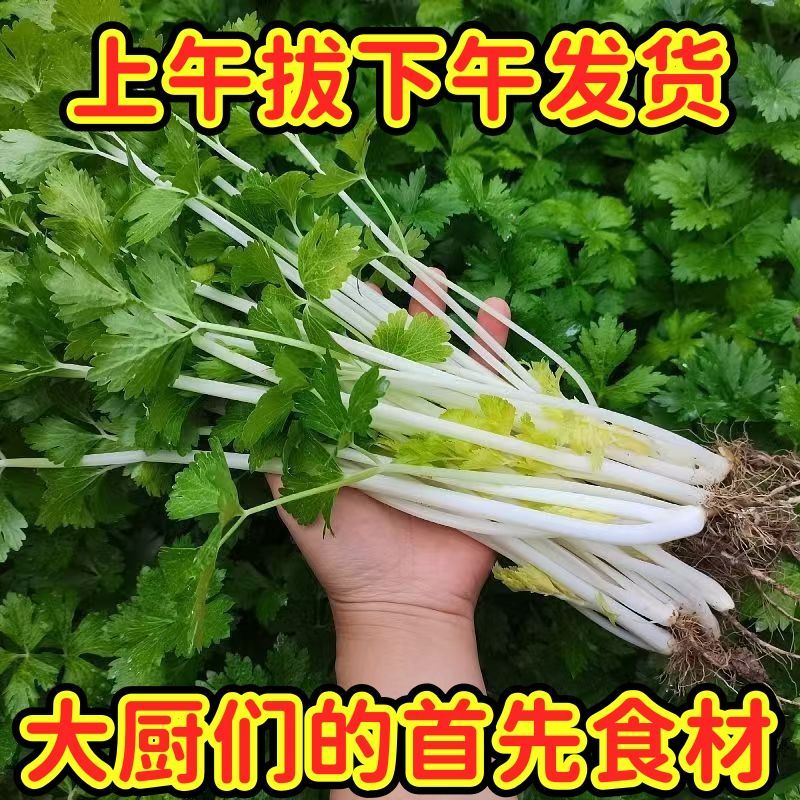 云南芹菜新鲜蔬菜现摘香芹挖土自种蔬菜白芹菜现挖便宜当季白杆