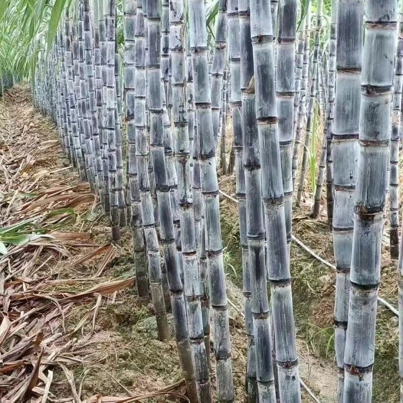 广西黑皮甘蔗正宗超甜新鲜现砍紫皮甘蔗手撕薄皮水果甘蔗产地直发