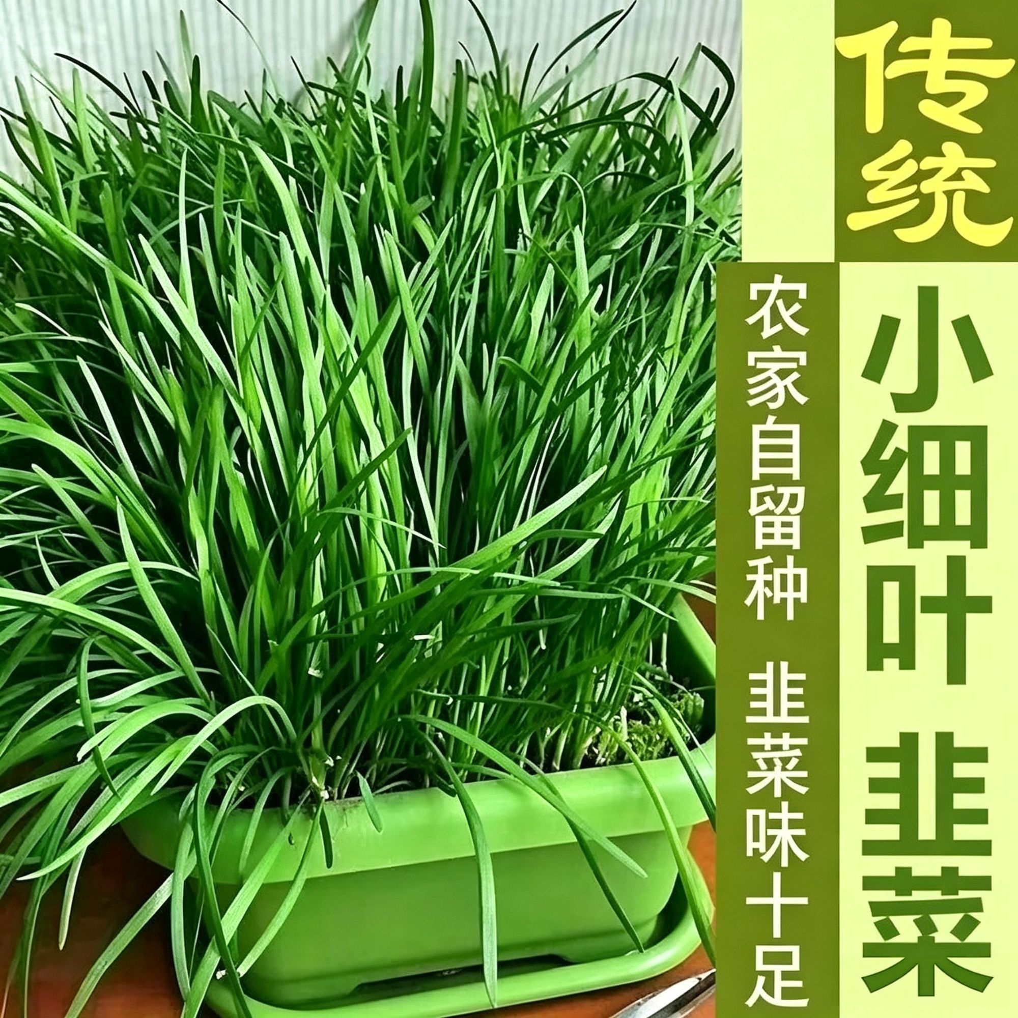农家小叶韭菜根苗九菜老品种细叶笨韭菜苗本地土韭菜根四季秧苗