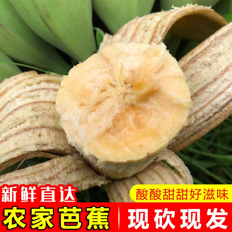 广东高州大芭蕉牛角蕉新鲜大蕉应季水果现摘现发3/5/8斤