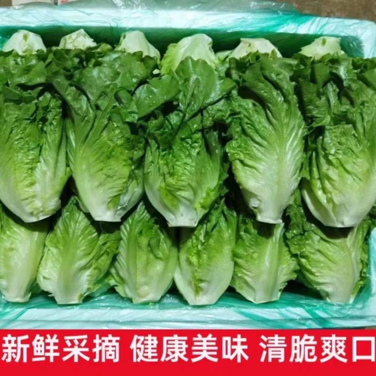 生菜生吃意大利新鲜蔬菜生菜沙拉现摘奶油火锅刷菜烤肉生菜新鲜