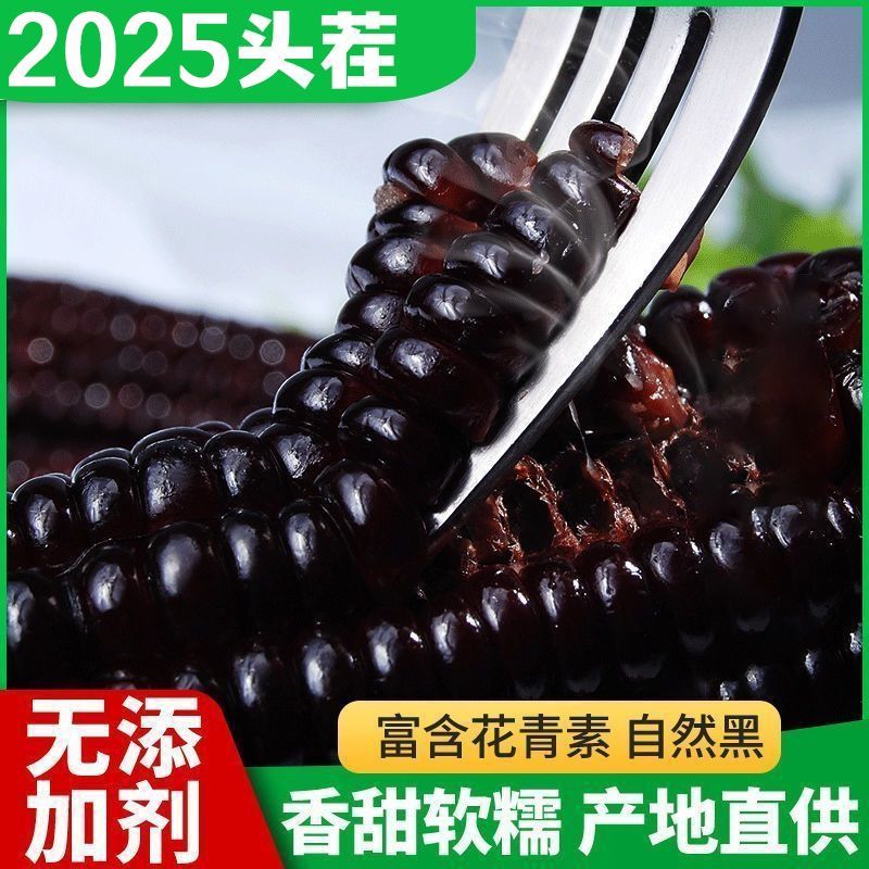 2026头茬【山西黑紫糯玉米】新鲜当季特产整箱玉米棒10根黑玉米