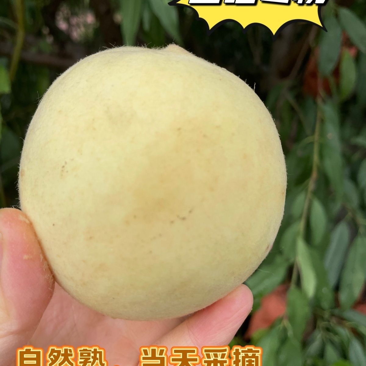 【坏果包赔】当季富硒冬桃白桃丑桃果园现摘新鲜直发