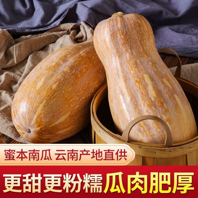 正宗云南老南瓜高原蜜本南瓜长南瓜清甜农家现摘原产地直供蔬菜