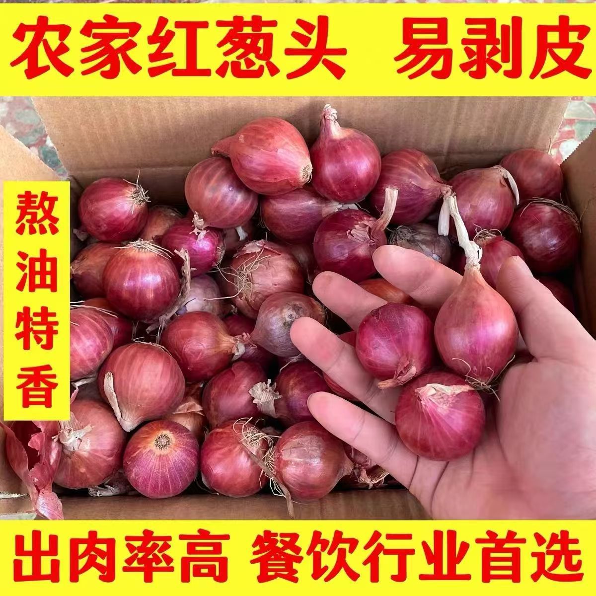 特香红葱头干葱头火葱头四季小香葱毛葱熬油种植家庭阳台盆栽葱种