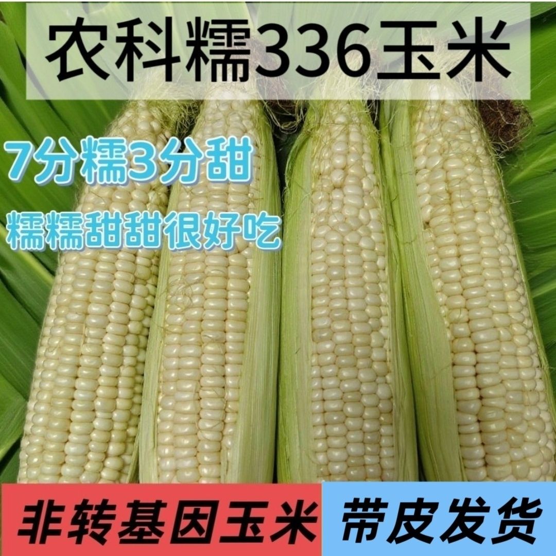 北京平谷农科院336玉米带皮非转基因336甜糯玉米顺丰包邮秒带壳