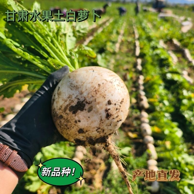 保留泥土的清香新鲜现挖白萝卜农家肥种植煲汤炖肉炖汤绝了