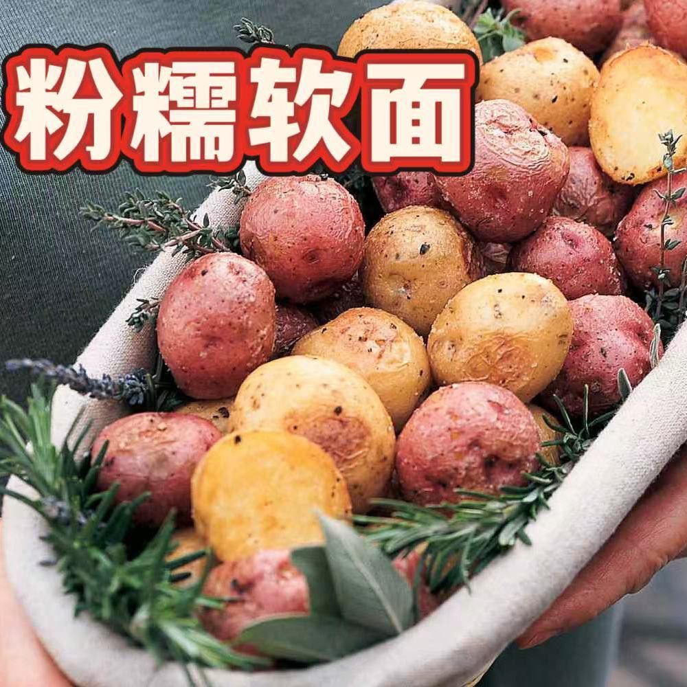 云南油炸红皮蒸煮土豆推荐正宗洋芋马铃薯新鲜批发蔬菜
