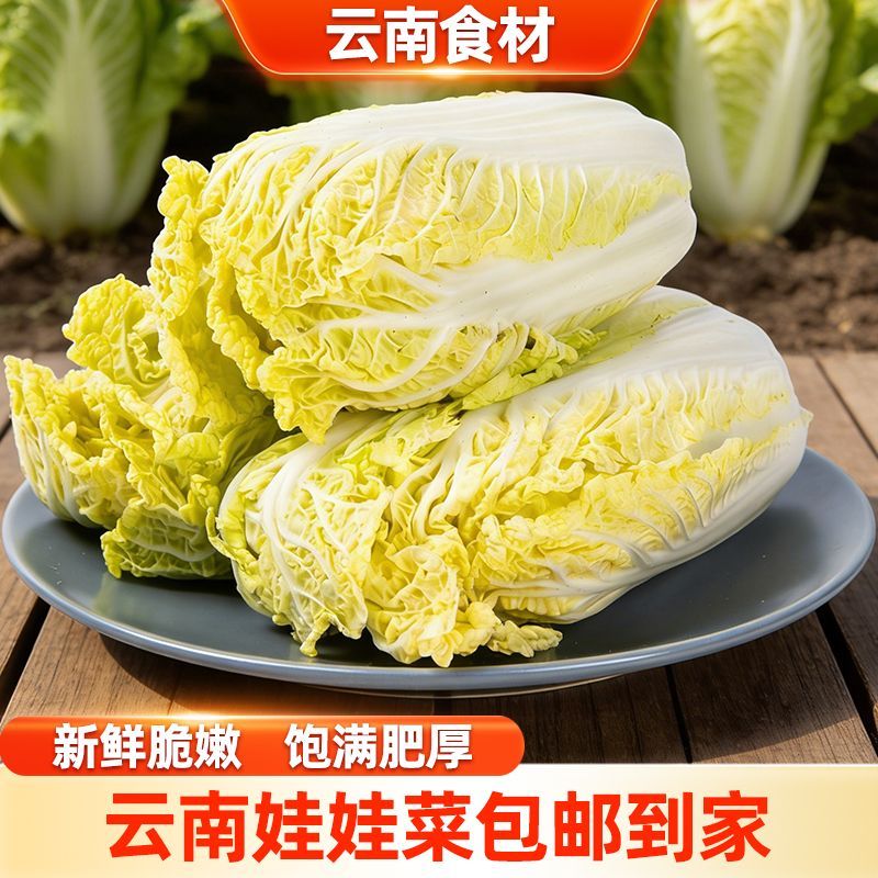 滇鲜生云南新鲜现摘露天黄心娃娃菜白菜火锅蔬菜大白菜正宗娃娃菜
