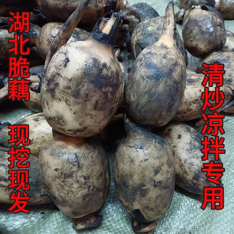 湖北现挖洪湖脆莲藕小个头不漂白清炒凉拌天门分拨应季蔬菜可批10
