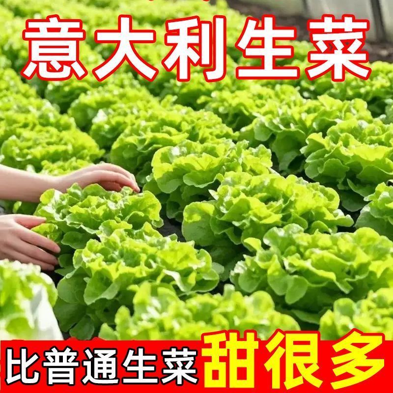 意大利生菜种子生吃蔬菜籽沙拉菜意大利生菜凉拌火锅烤肉脆甜生菜