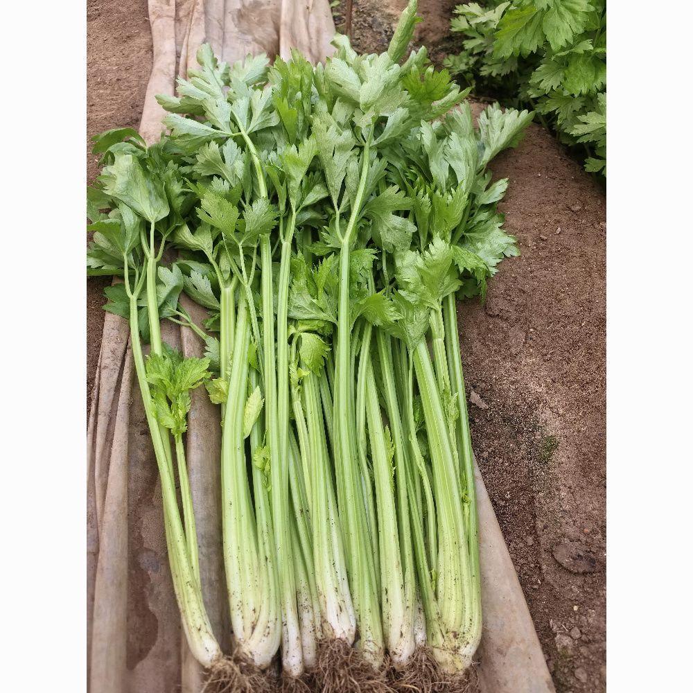 东北芹菜当季现拔新鲜现发现挖芹菜农家自种蔬菜