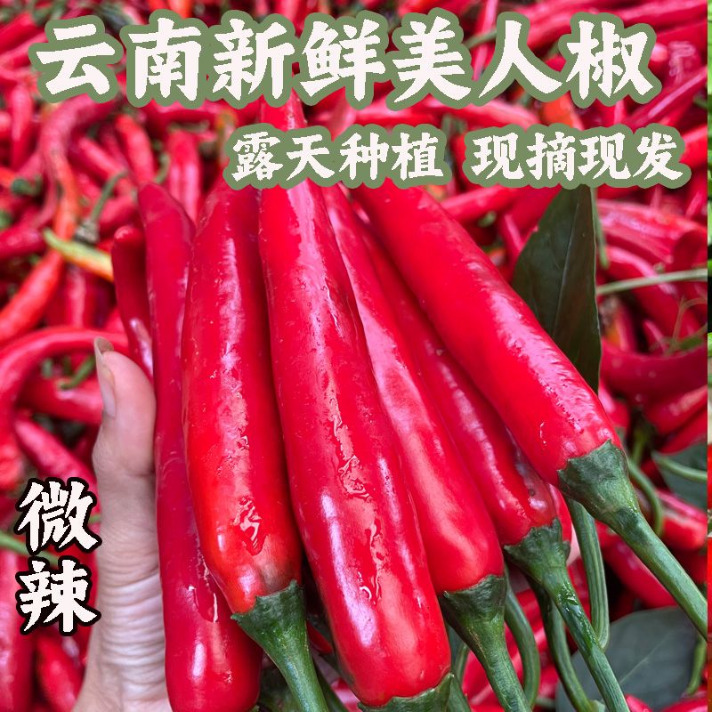 云南高山新鲜(美人椒)田间地头直达餐桌做泡椒剁椒打辣椒酱专用