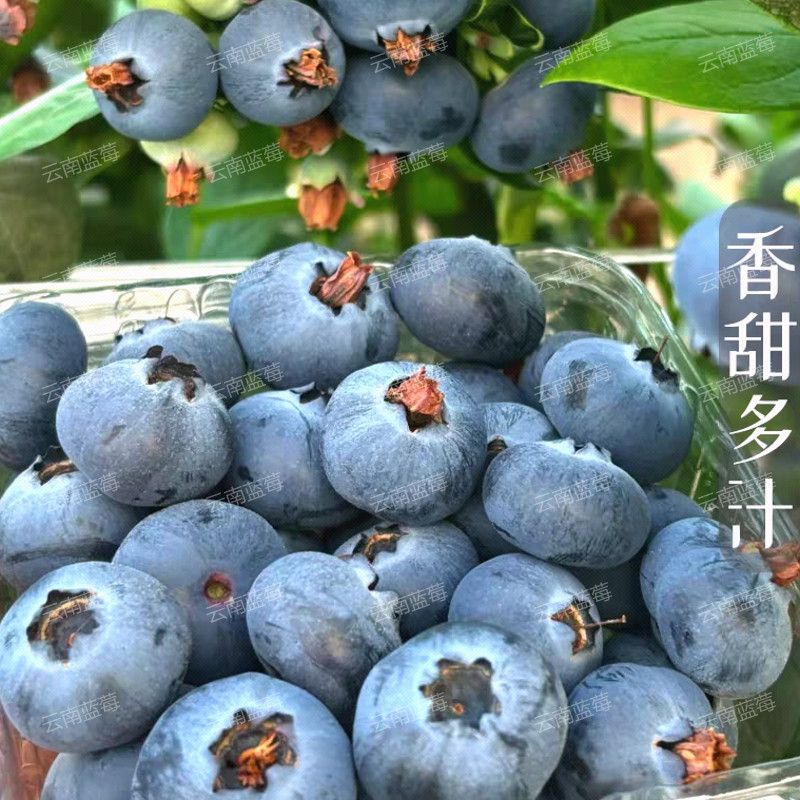 【果园直发】云南特产蓝莓鲜果新鲜蓝莓现摘蓝莓宝宝孕妇辅食蓝莓