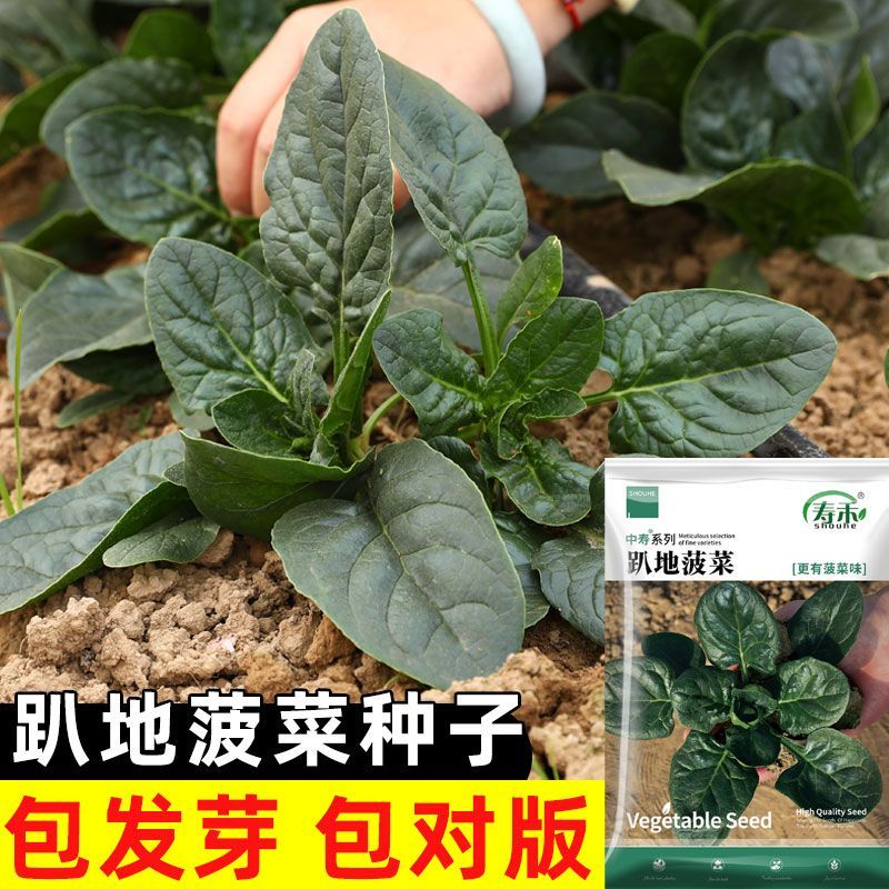 趴地菠菜种子秋季蔬菜种子耐寒菜种适合冬天种的菜阳台农家菠菜籽