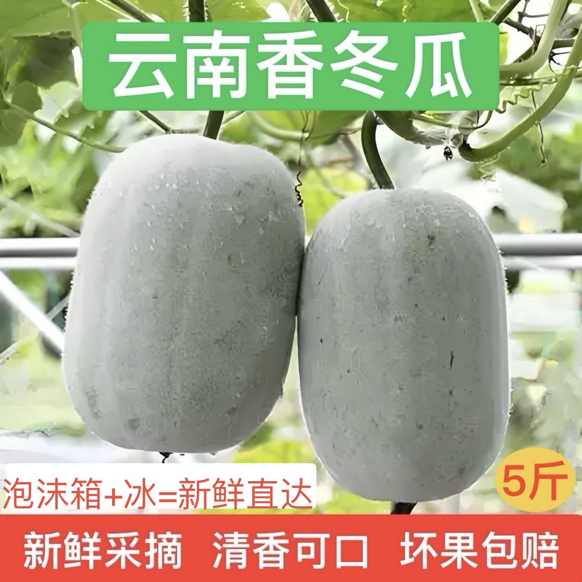 云南香冬瓜袖珍迷你挂霜小冬瓜高山糯面新鲜蔬菜清香农家火锅绿菜