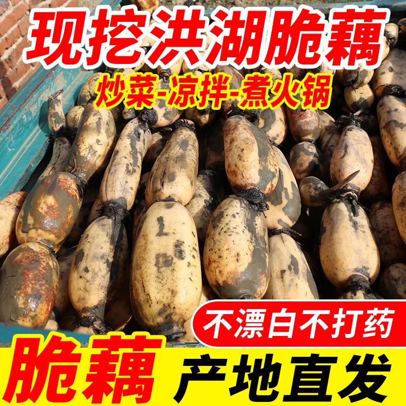 正宗湖北洪湖脆藕新鲜莲藕现挖现发应季蔬菜藕嫩藕一整箱批发价
