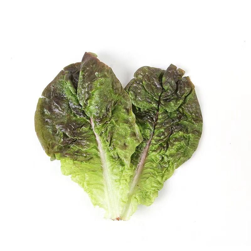 韩式紫生菜烤肉店必备牛舌生菜大包装大叶生鲜可生食蔬菜