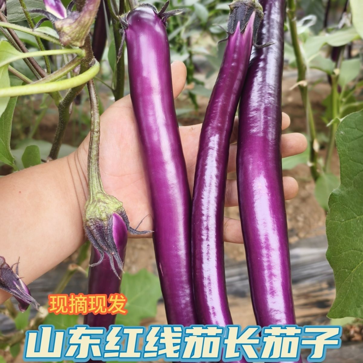【5斤】山东线茄长茄子当季长条茄子新鲜蔬菜批发价整箱红线茄