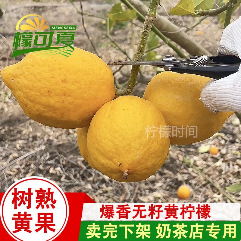 广东无籽香水柠檬黄柠檬鲜果奶茶店专用正宗非安岳黄果当季浓香型